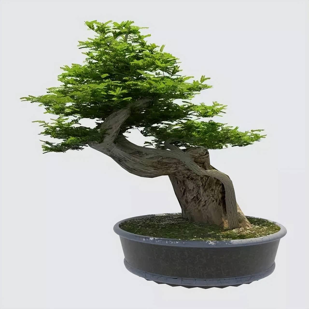 最全盆景树风格54张各类型盆景欣赏