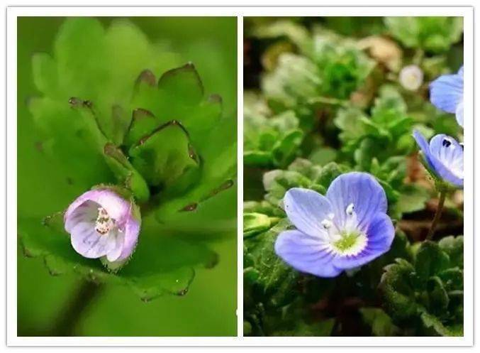 艿苞,五加皮,柴胡尖,鸭脚板这些大宗传统野菜自不必说,鹅儿肠,牛繁缕