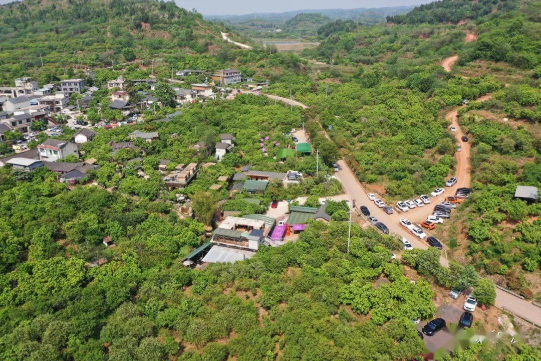 【one话题】连山柚花开,十里柚香来!_柚子_广汉_花朵