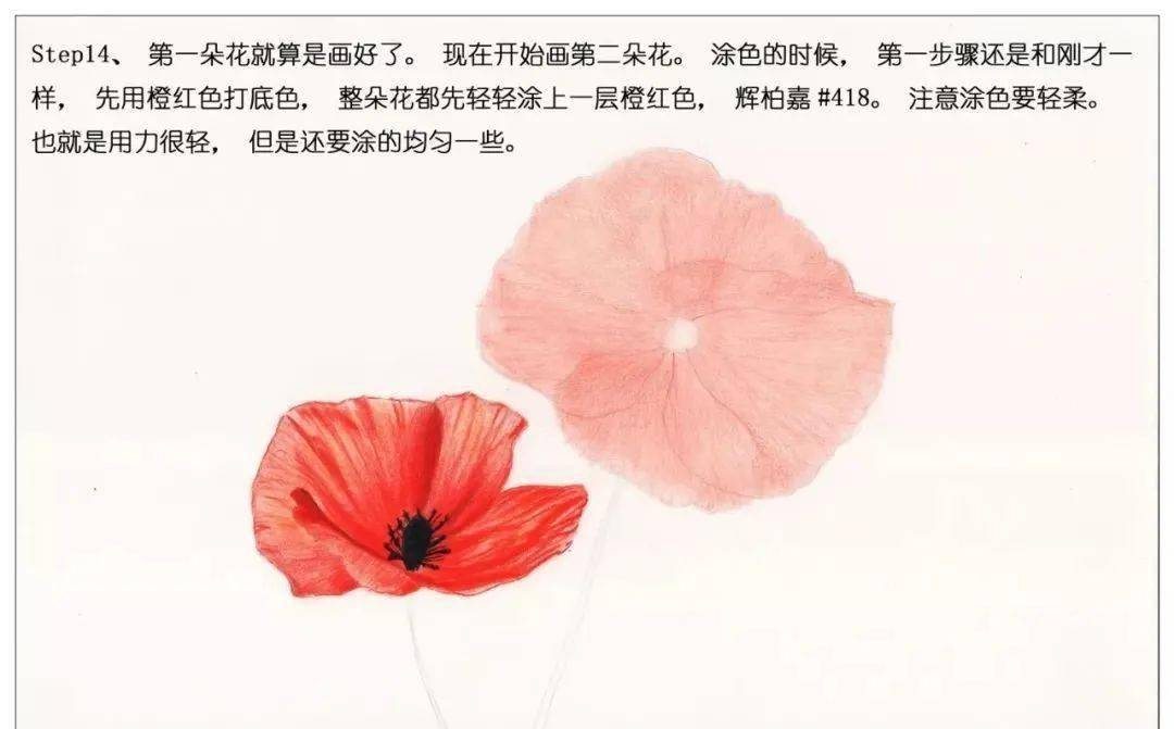 彩铅花卉教程手绘鲜花红色罂粟花