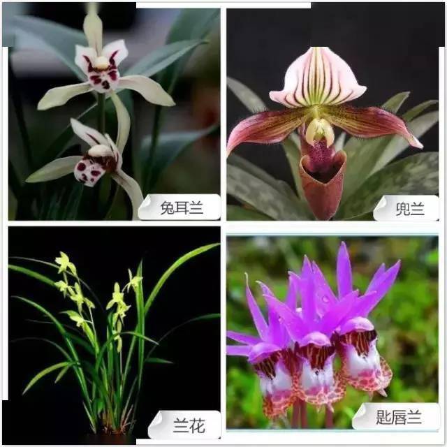 68种常见兰花类品种与花色图谱