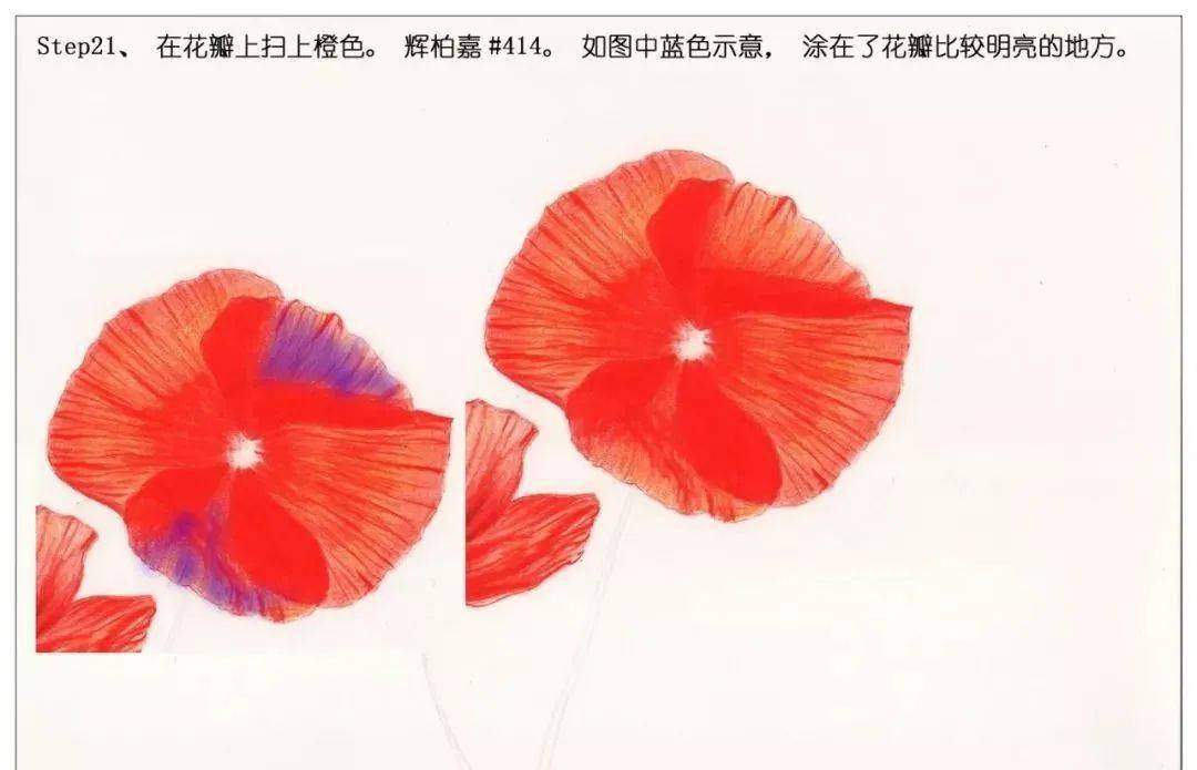 彩铅花卉教程手绘鲜花红色罂粟花