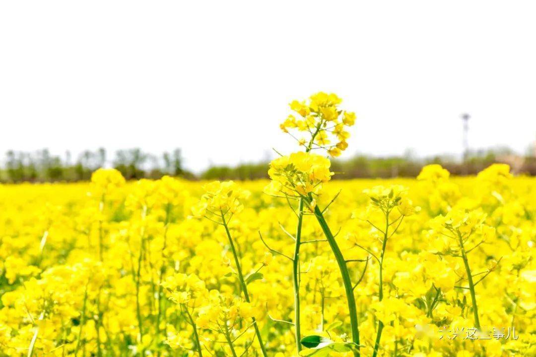 正绽放今年大兴这片油菜花海有点不一样