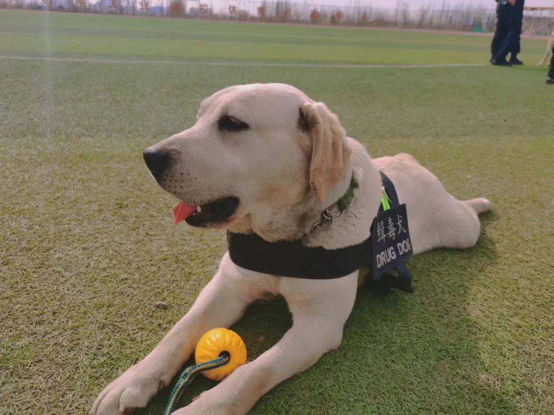 警犬小古:拉布拉多犬小古是一名缉毒犬,智商高,有着灵敏的嗅觉和优秀