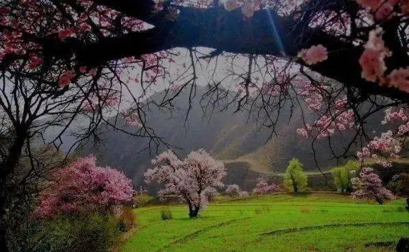 【四月—到坎布拉看杏花】