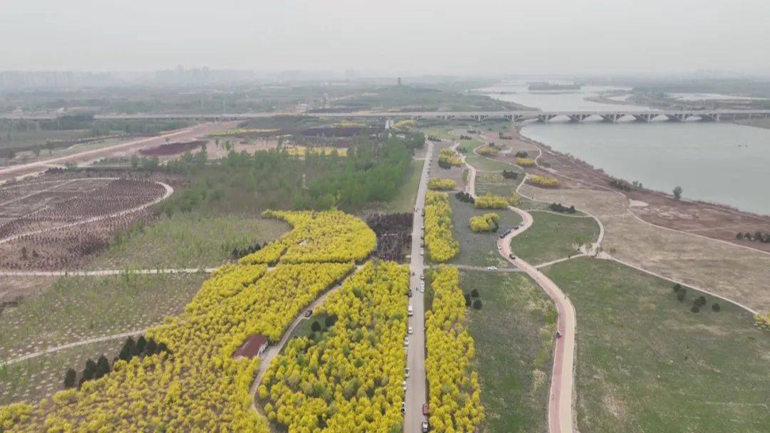 花開河北石家莊滹沱河畔花海美景惹人醉