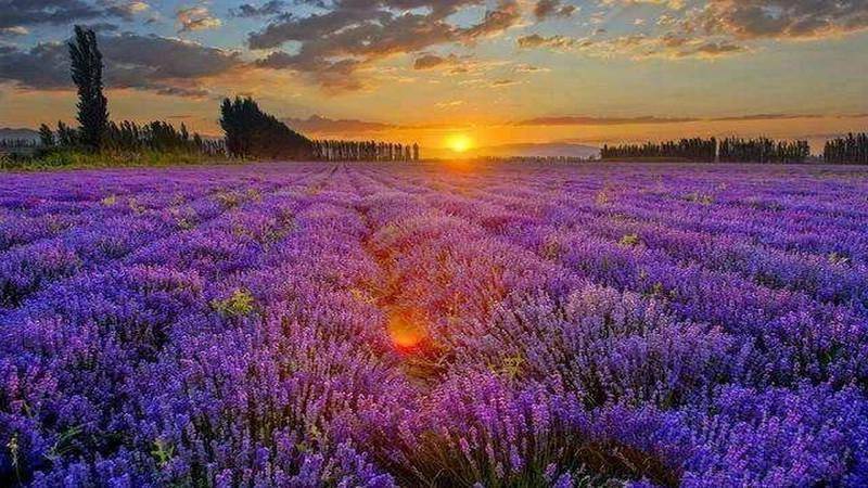 伊犁河谷薰衣草香