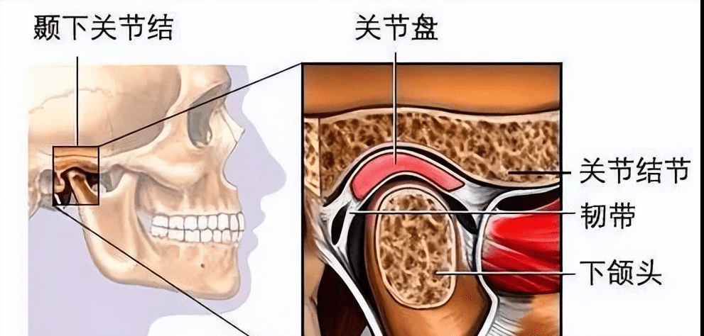 茎突下颌韧带图片