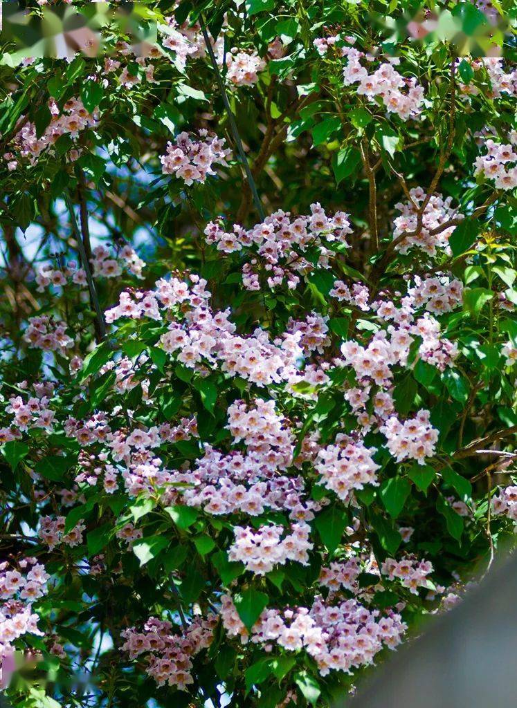 一棵开花的树楸树