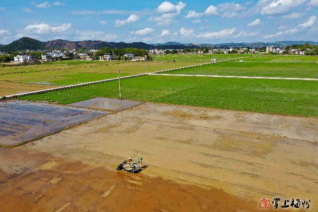 興寧市坭陂鎮讓7000畝撂荒耕地重煥生機