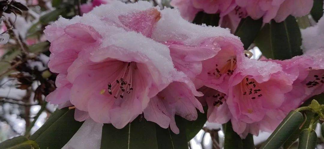 四月雪纷飞冰杜鹃名场面再现峨眉山