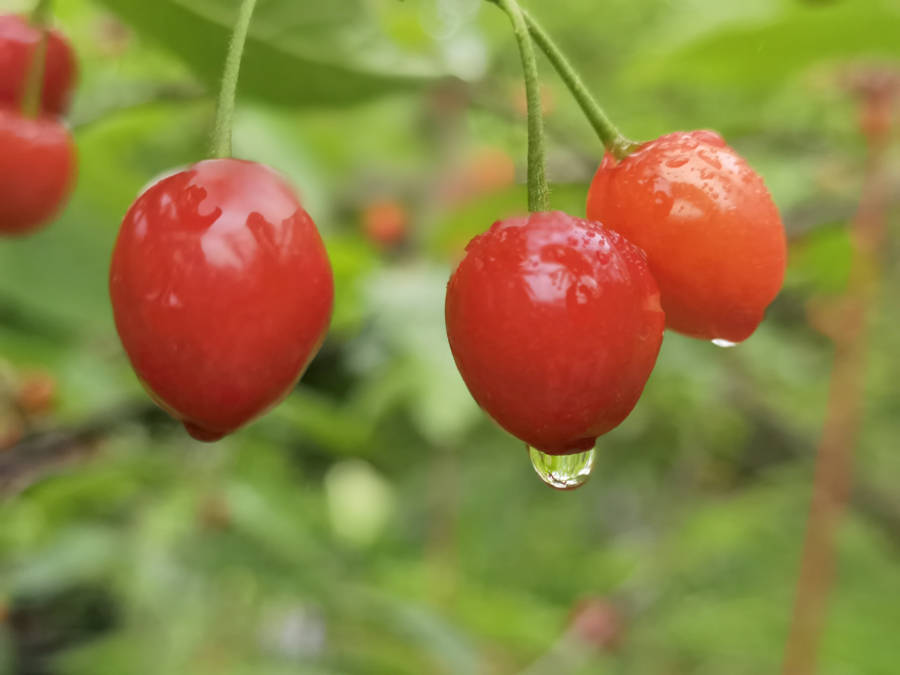 清镇市流长乡凹河樱桃甜蜜上市果农喜获丰收