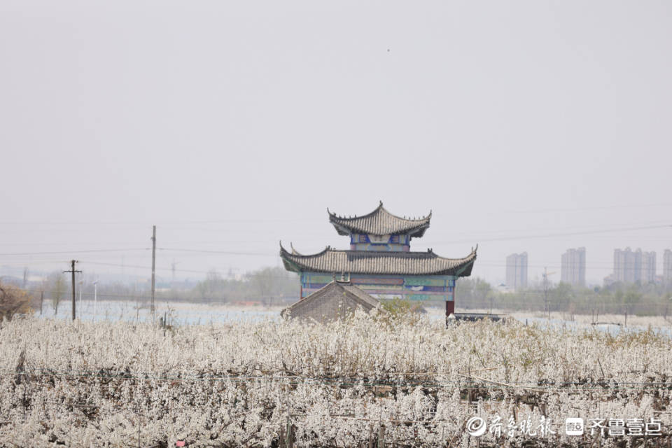 壹点图集|入眼一片白色花海,"中国梨乡"梨花开了_莱阳市_照旺庄镇