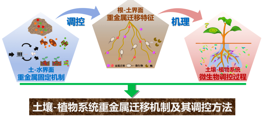 生物毒性,获取准确的土壤固-液体系重金属形态分布对土地安全利用以及