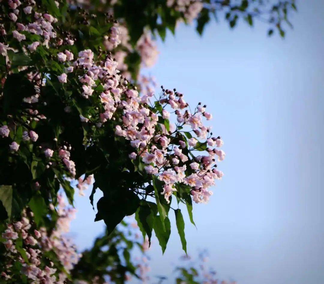 金巨林│梓桐静静开_花儿_成蹊_校园