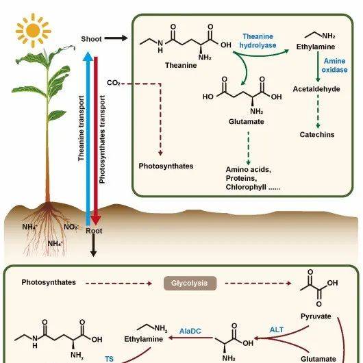 Crit rev biotechnol 