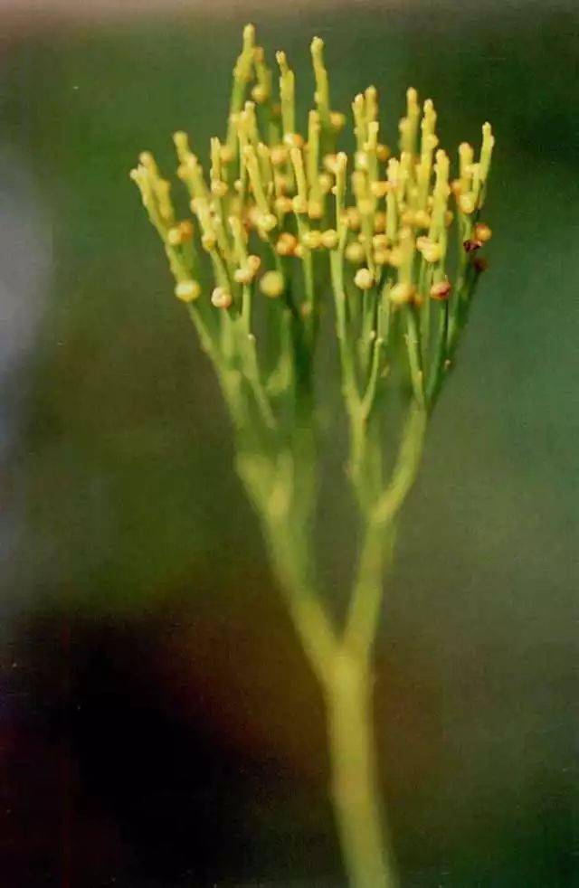 变态根的植物图片图片
