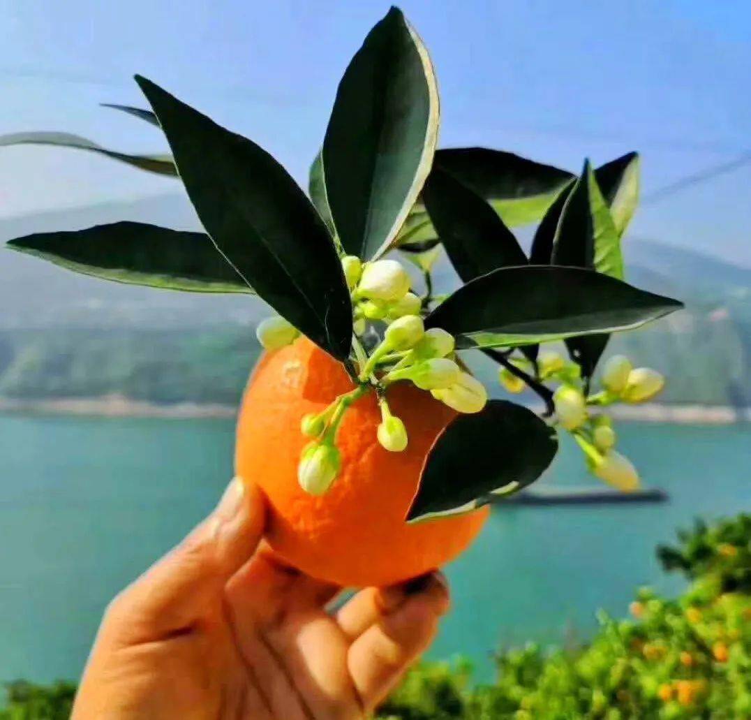 花果同枝连央视也赞不绝口的伦晚脐橙来啦人间最美四月天不及伦晚橙中
