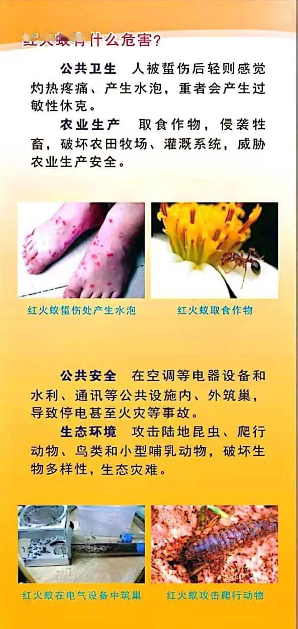 红火蚁"来袭",这些防范知识要知道!_兴宾区_微信_韦素莹