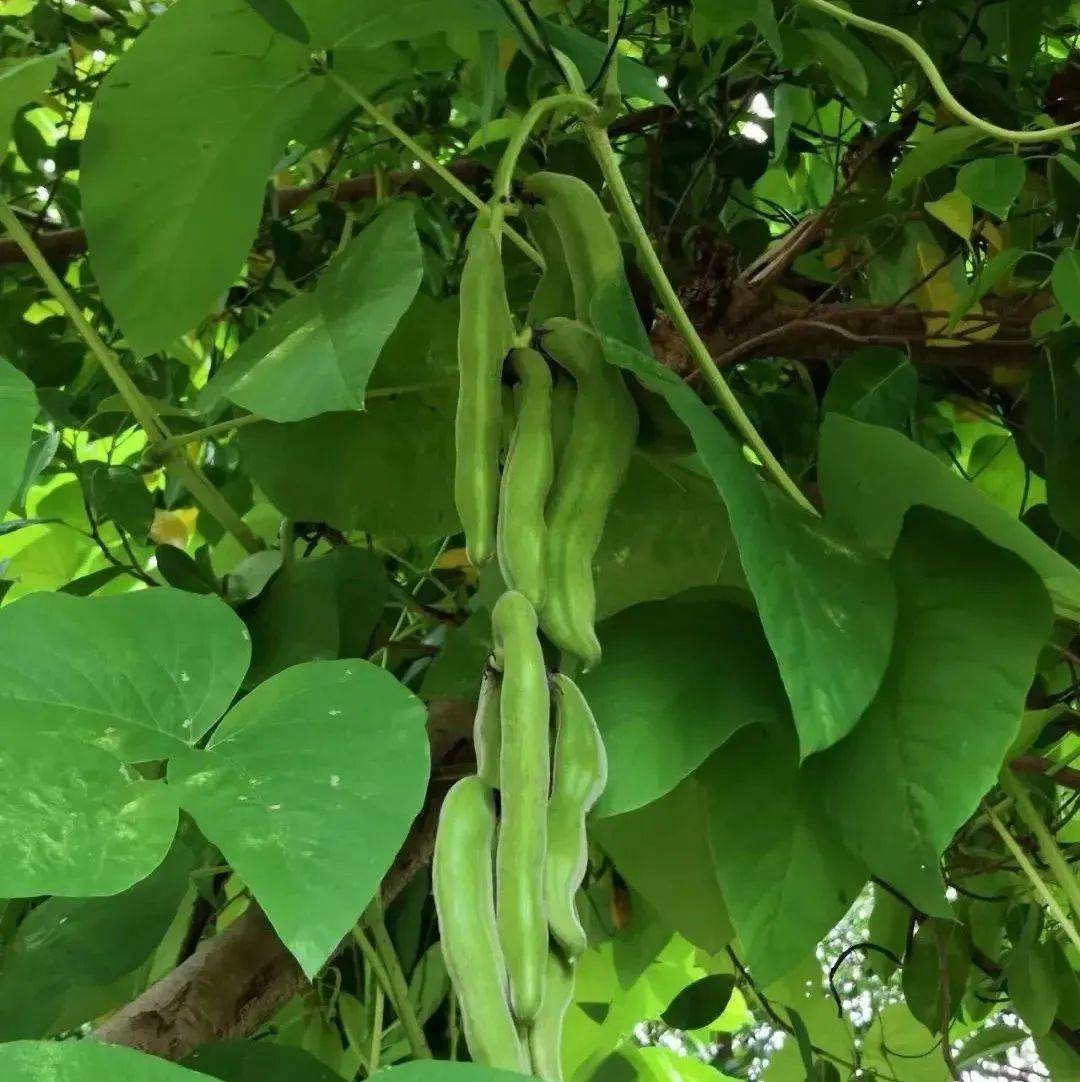 南雄这种植物有毒,但有人偏偏爱吃它!_土地_改革_经营权