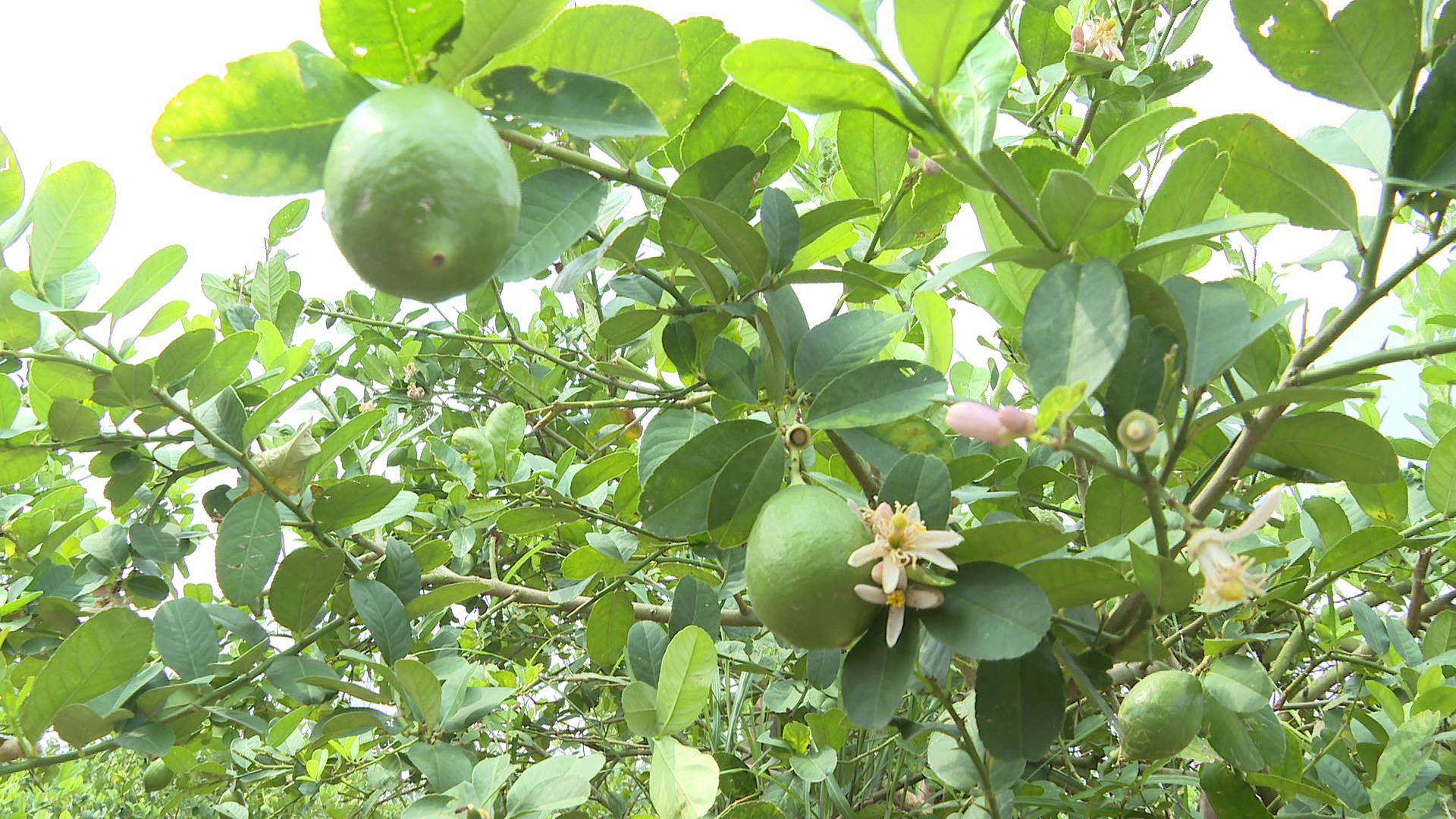 通讯员供图日前,在织篢镇星光村委会大朗村的香水柠檬种植基地,山坡上