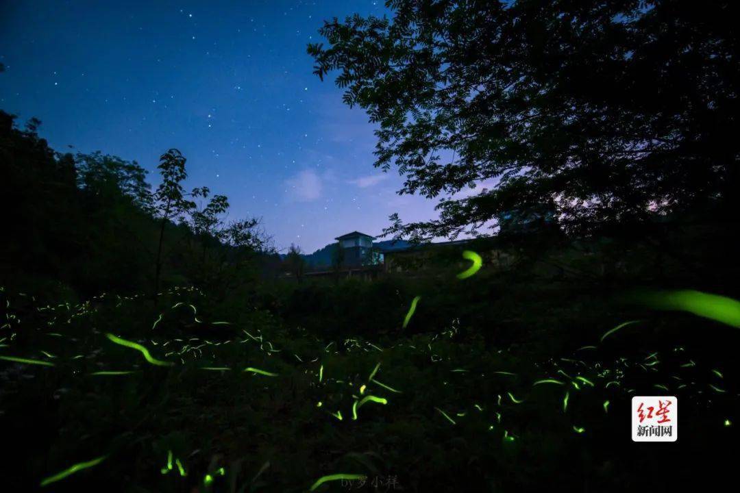 黑夜精灵来临邛崃天台山景区第一波萤火虫飞舞高峰期