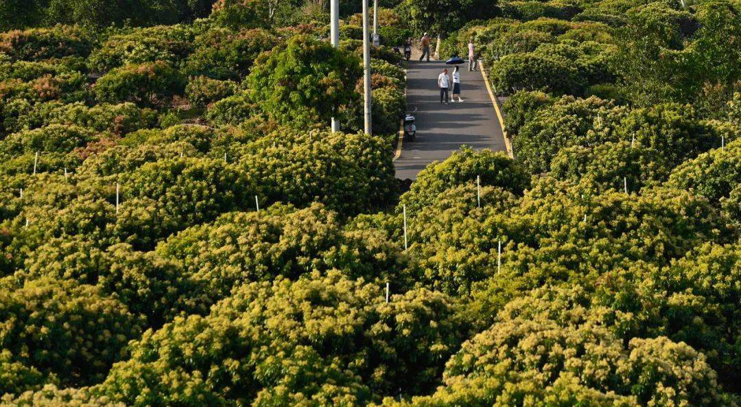 成都三角梅基地批发市场地址查询