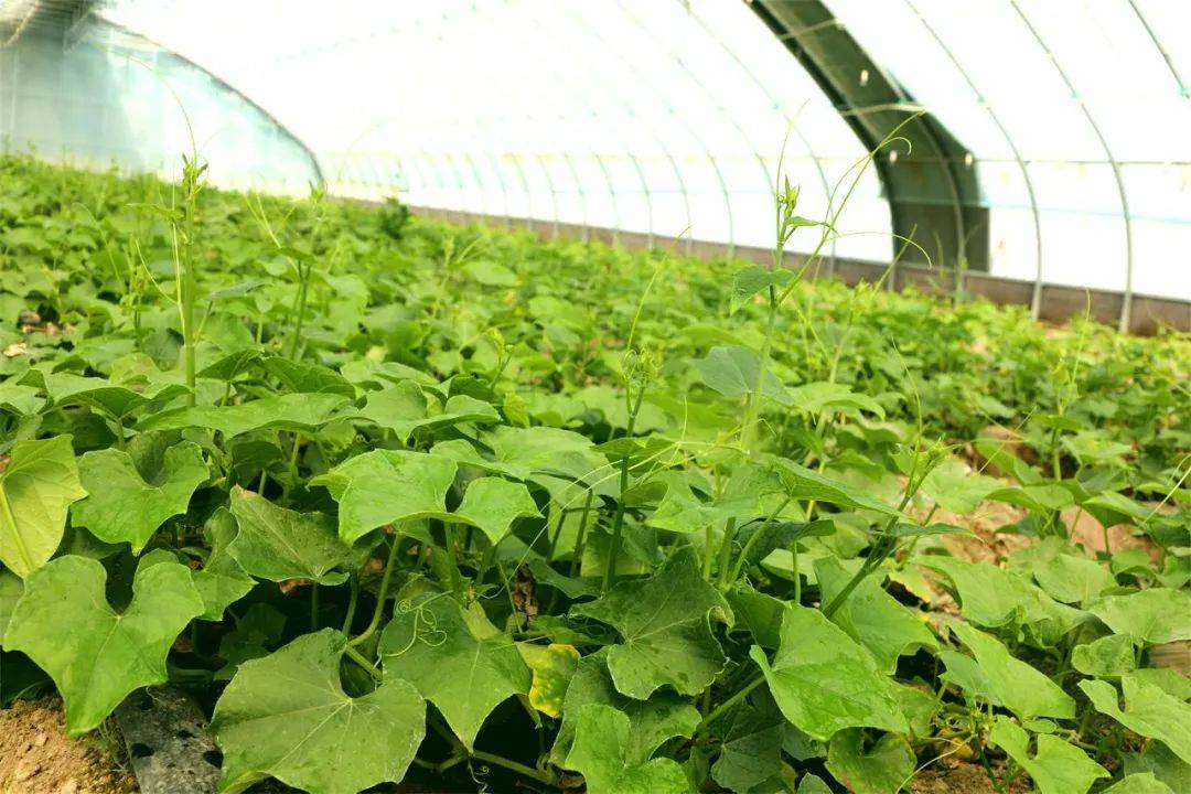 建功新时代丨南菜北种致富快 乡村振兴有盼头_龙须菜_产业_种植