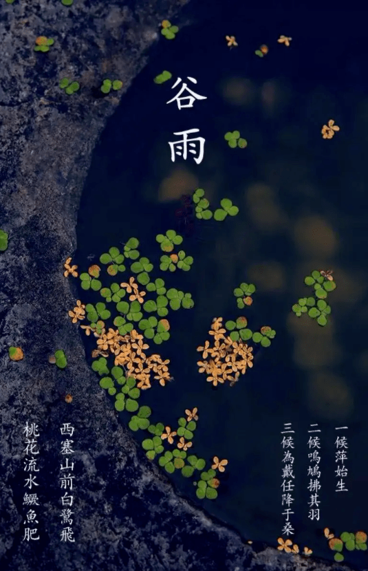 穀雨分為三候: