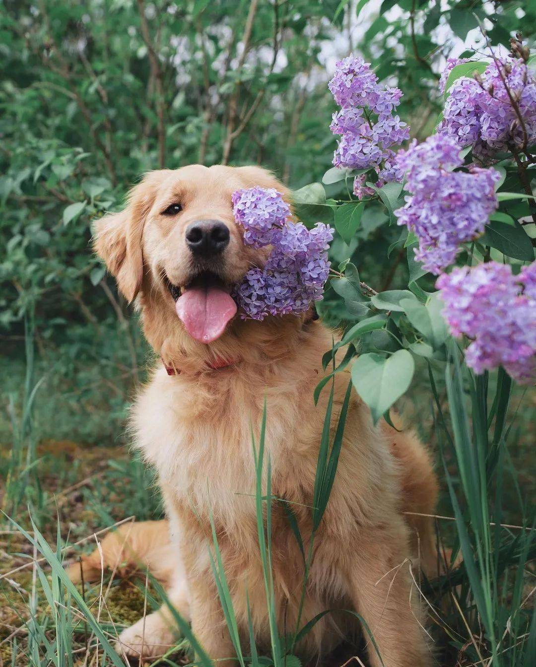 当金毛和鲜花同框每张都美得可以做壁纸