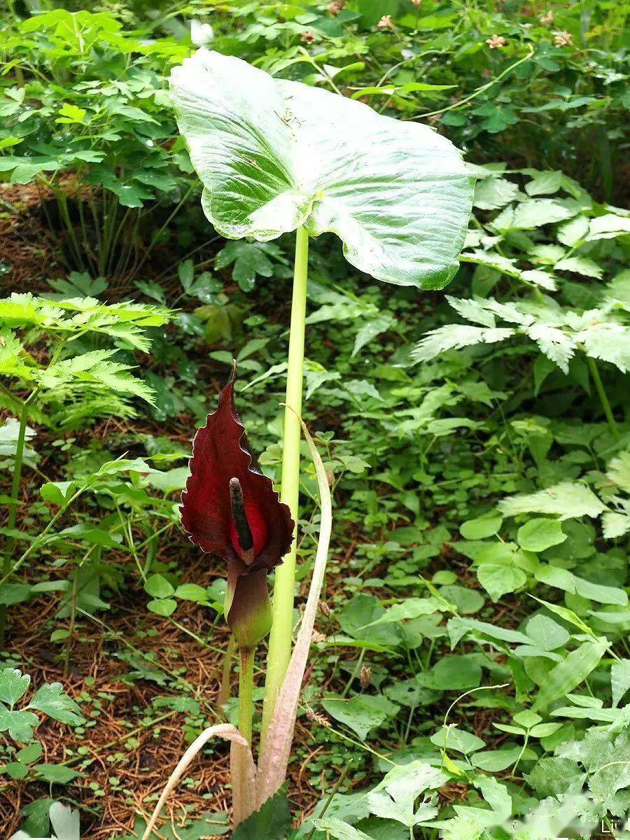 独角莲资料图,来源:新浪微博@artemisialiu此外,时下正是野菜飘香的