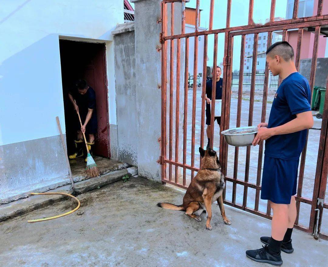 探访搜救犬基地里的消防救援明星