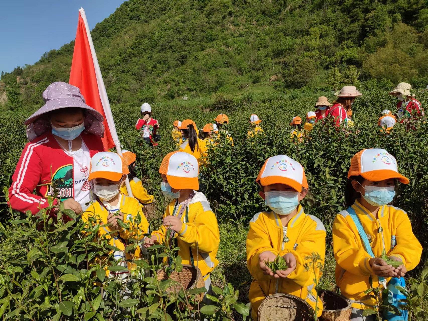 挎上自制的小竹篓,在老师的带领下,走进金华茶园,他们好奇地摸摸茶树