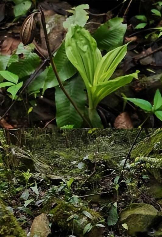 黄山市惊现国家一级保护植物大黄花虾脊兰