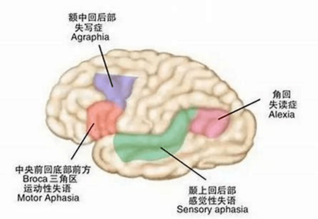 国王的"难言之隐":语言类疾病及国内医疗现状 | 电影中的语言学_障碍_