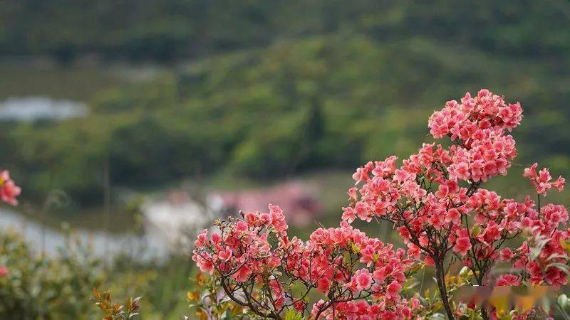 大田县县花图片