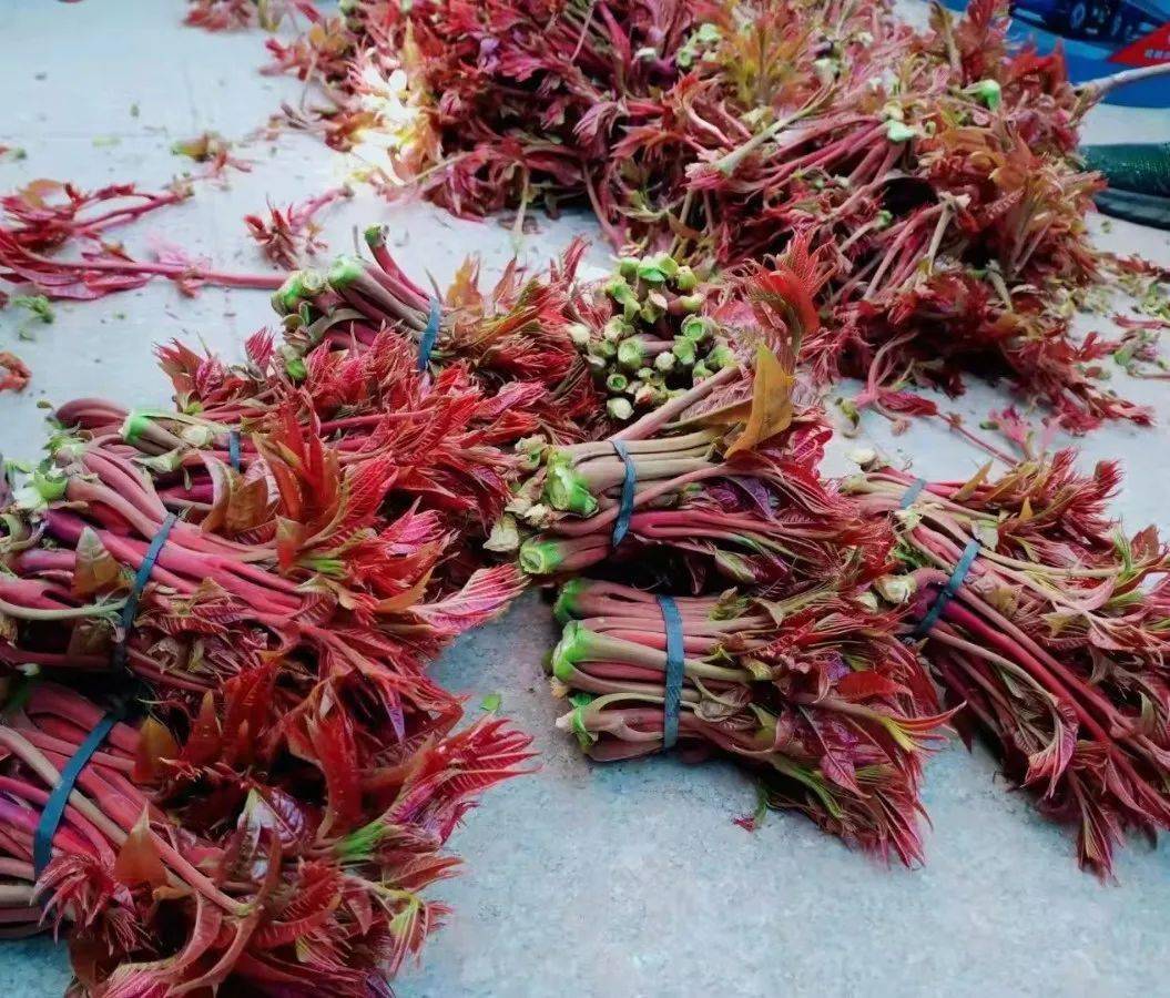 椿风十里香意浓峪口镇香椿文化节开幕啦