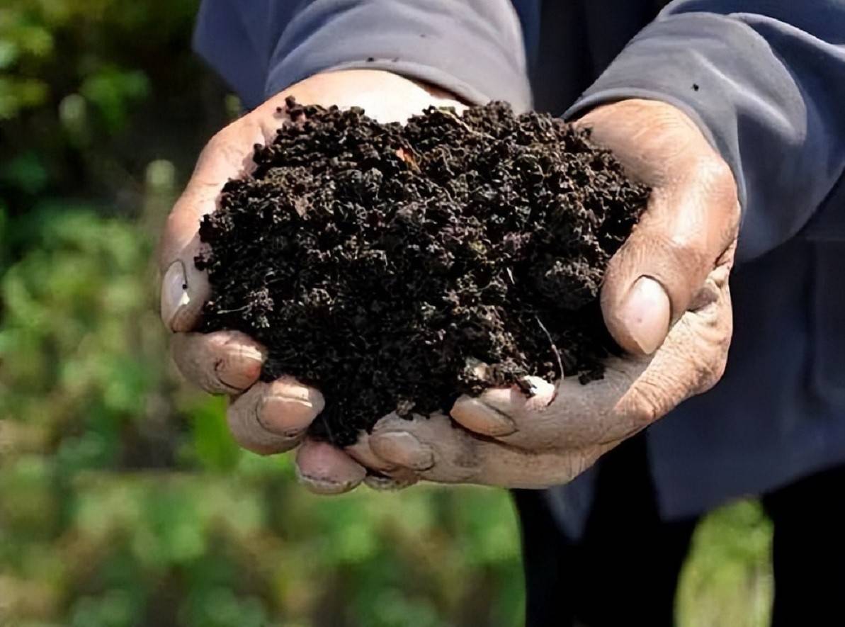 原创耕地中的大熊猫东北黑土近年盗挖猖獗该如何保护黑土