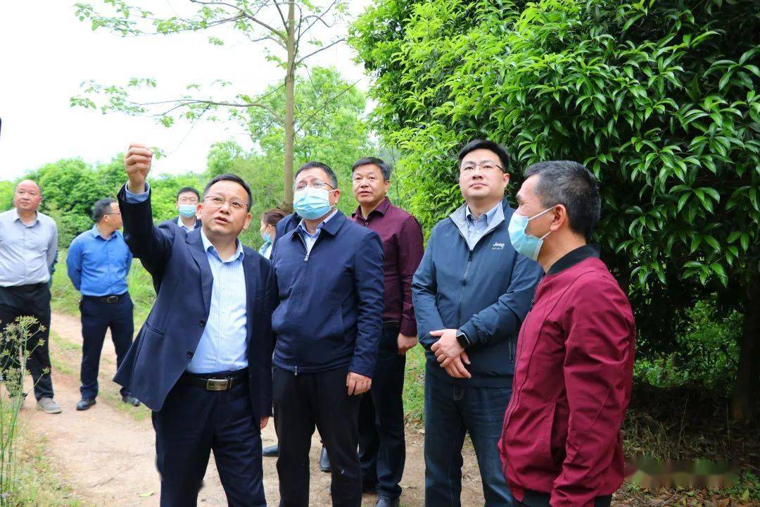 市委常委,统战部部长,市级林长刘斌到万年县开展巡林工作_毛奇_示范