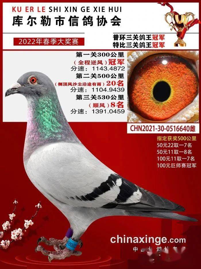 逆风夺冠顺风八名库尔勒高难度鸽王冠军亮相