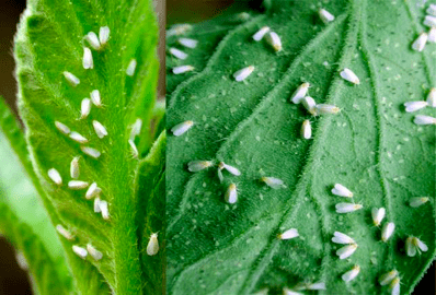 抓住关键时期查治设施蔬菜害虫