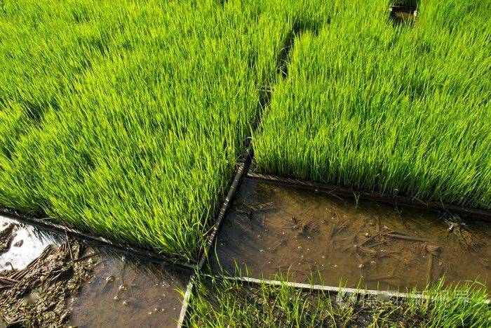 水稻苗不盘根咋回事
