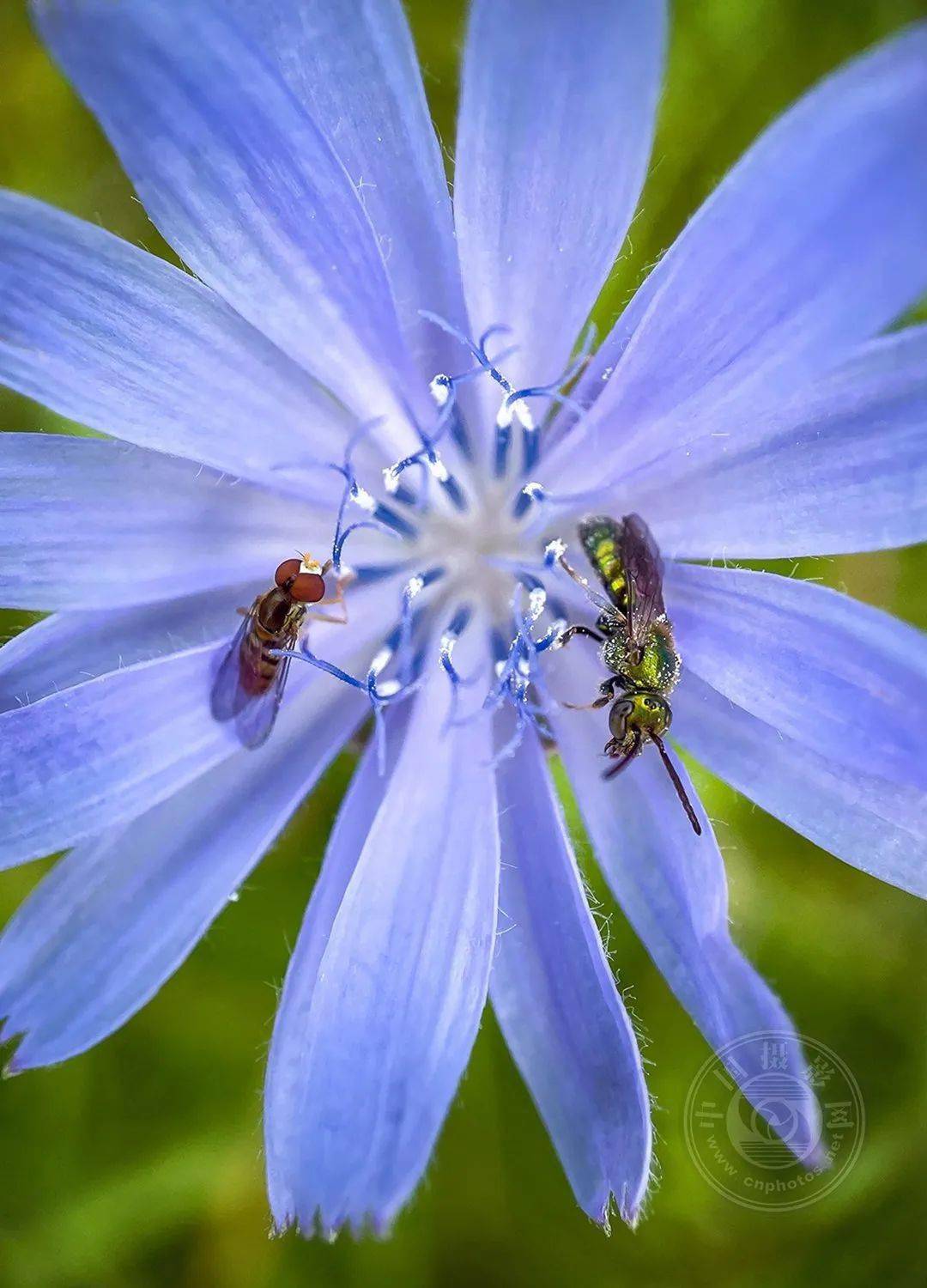 原创第11届世界手机摄影大赛获奖作品解析微距摄影组