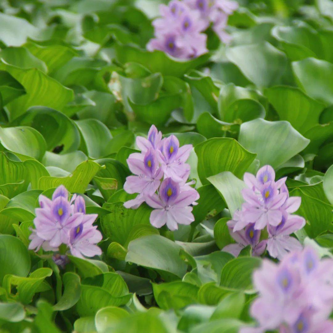 【4月22日】世界地球日:一起走进湿地植物的世界_水面_环境_种类