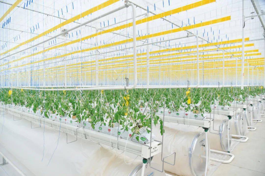 5 hm 2 半封闭智能化连栋玻璃温室.