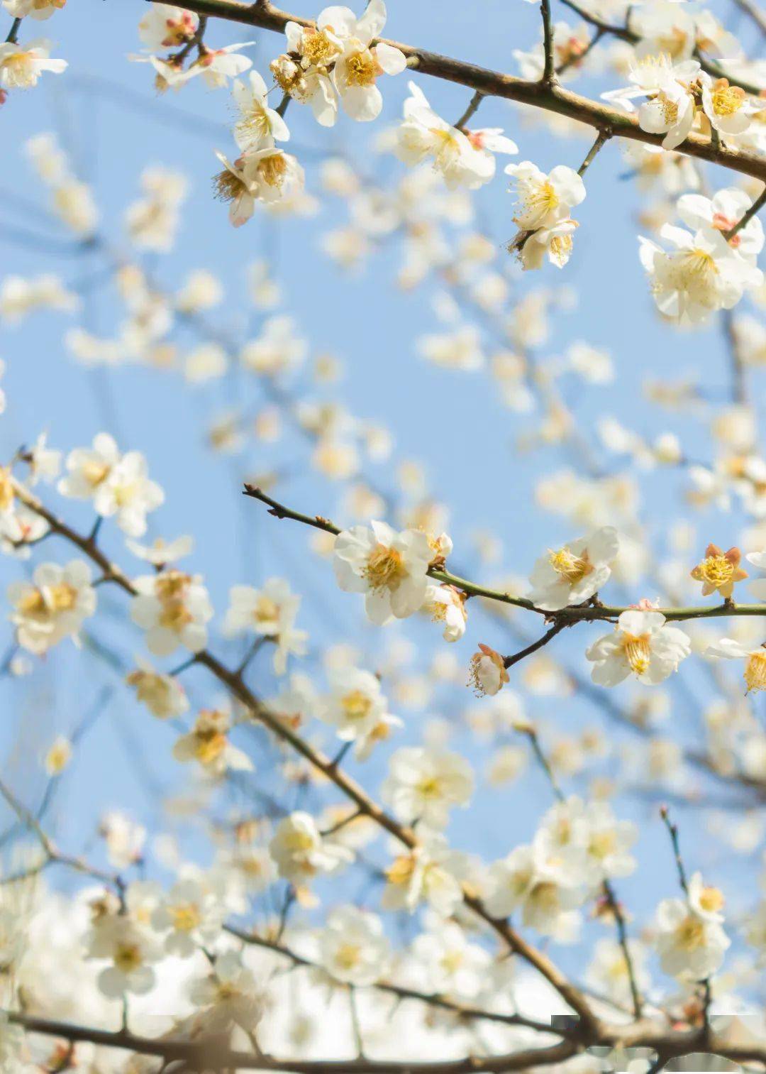 这个春天,来看安徽高校春景图!_-spring-_摄影_来源