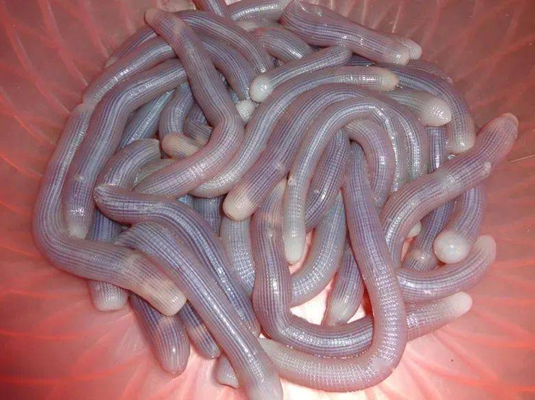 走近港口区光坡镇_防城县_革命_沙虫