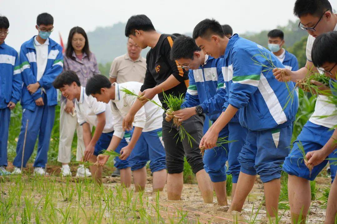 躬耕陇亩体劳作艰辛稼穑之事育时代新人我校首届插秧节精彩亮相