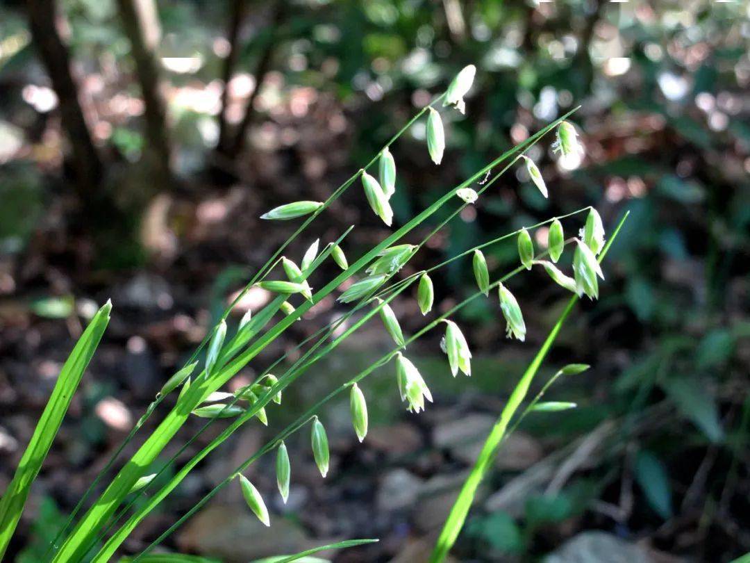 翠色千山入,四明百草香_开花_植物_种类