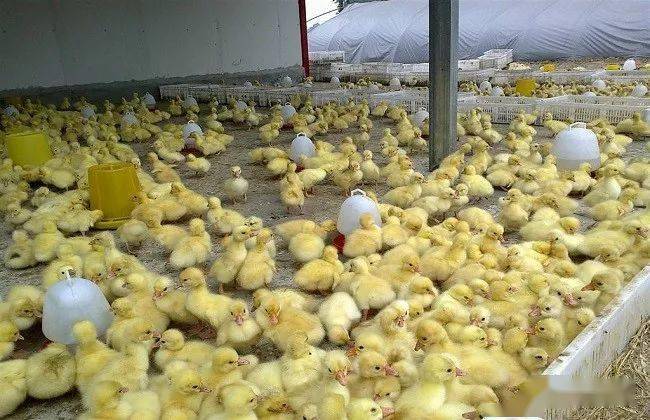 1,资金比较紧张而且稍有规模的投资者,因为大棚的建造比较便宜